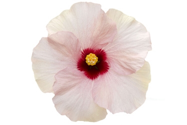Hibiscus Adonia Pearl Variety Thumbnail.jpg